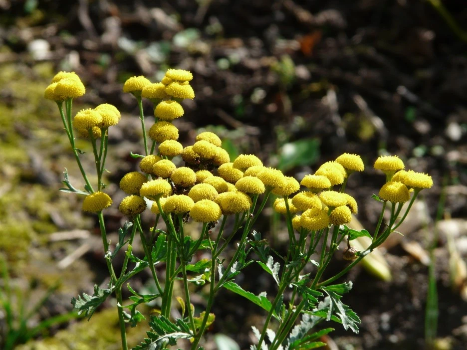 tansy-61571_1920.jpg?typew1