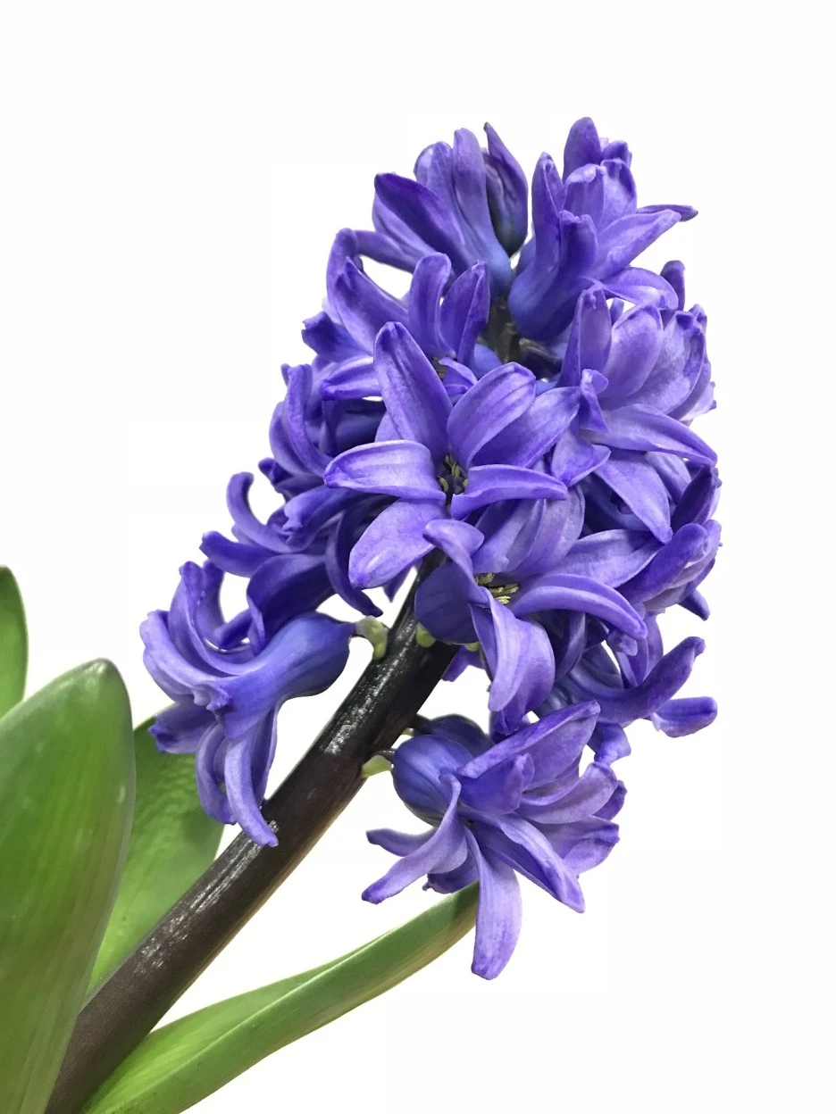 flower-3192423_1920.jpg?typew1