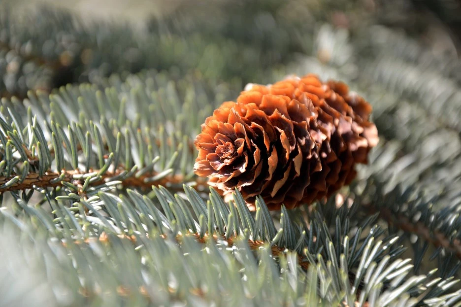pinecone-3664981_1920.jpg?type=w1