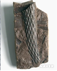 96%EC%A2%8C)_%ED%98%84%EC%83%9D_%EC%96%91%EC%B9%98%EC%8B%9D%EB%AC%BC_%EA%B0%80%EC%9A%B4%EB%8D%B0_%EA%B0%80%EC%9E%A5_%EC%9E%98_%EC%95%8C%EB%A0%A4%EC%A7%84_%EA%B3%A0%EC%82%AC%EB%A6%AC%EB%A5%98%EC%99%80_%EC%9C%A0%EC%82%AC%ED%95%9C_%ED%8E%98%EC%BD%A5%ED%85%8C%EB%A6%AC%EC%8A%A4_%ED%94%84%EB%A3%A8%EB%AA%A8%EC%82%AC(Pecopteris_plumosa).png?type=w1