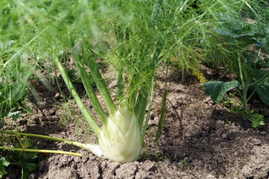 fennel-3946005_1920.jpg?type=w1