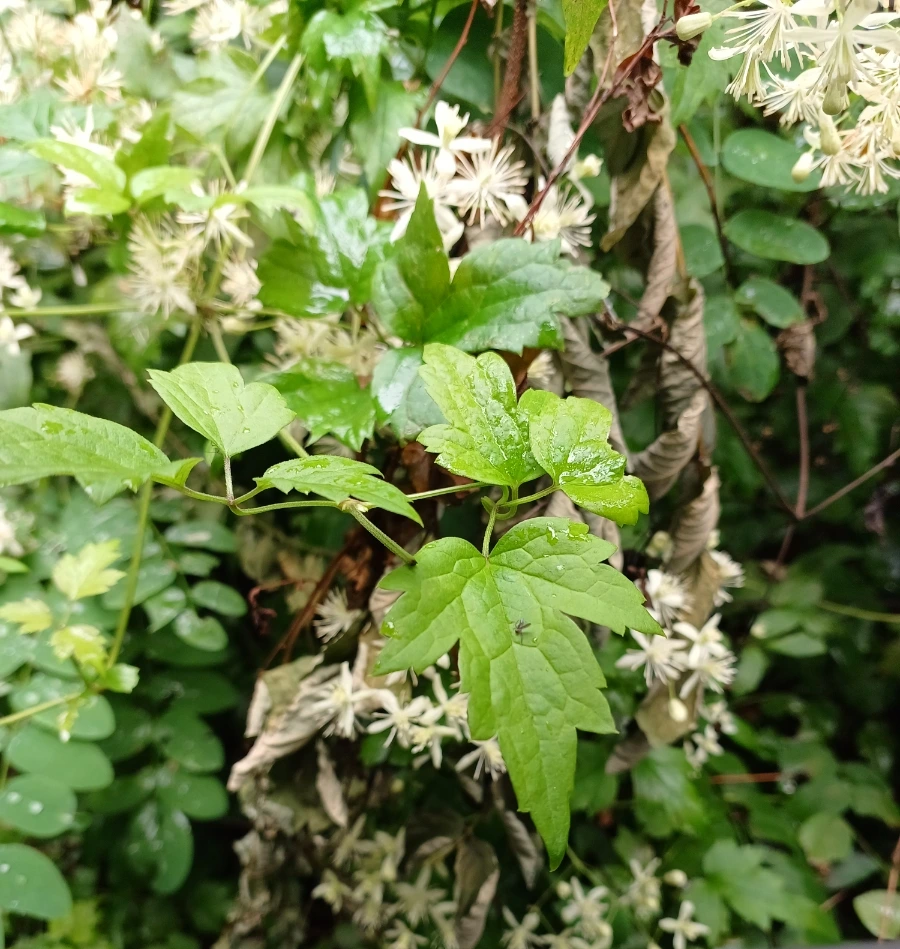 SE-1d14fc54-2768-11ed-a033-af9338d7684d.jpg?type=w1