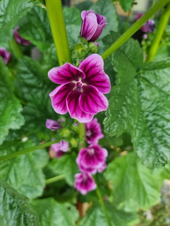 %EB%8B%B9%EC%95%84%EC%9A%B1_1.jpg?type=w1