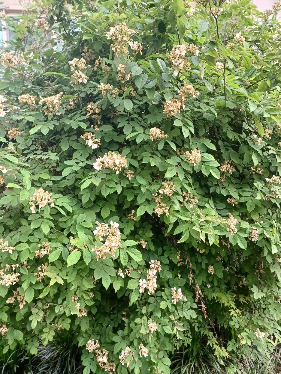 20230520_063900.jpg?type=w1