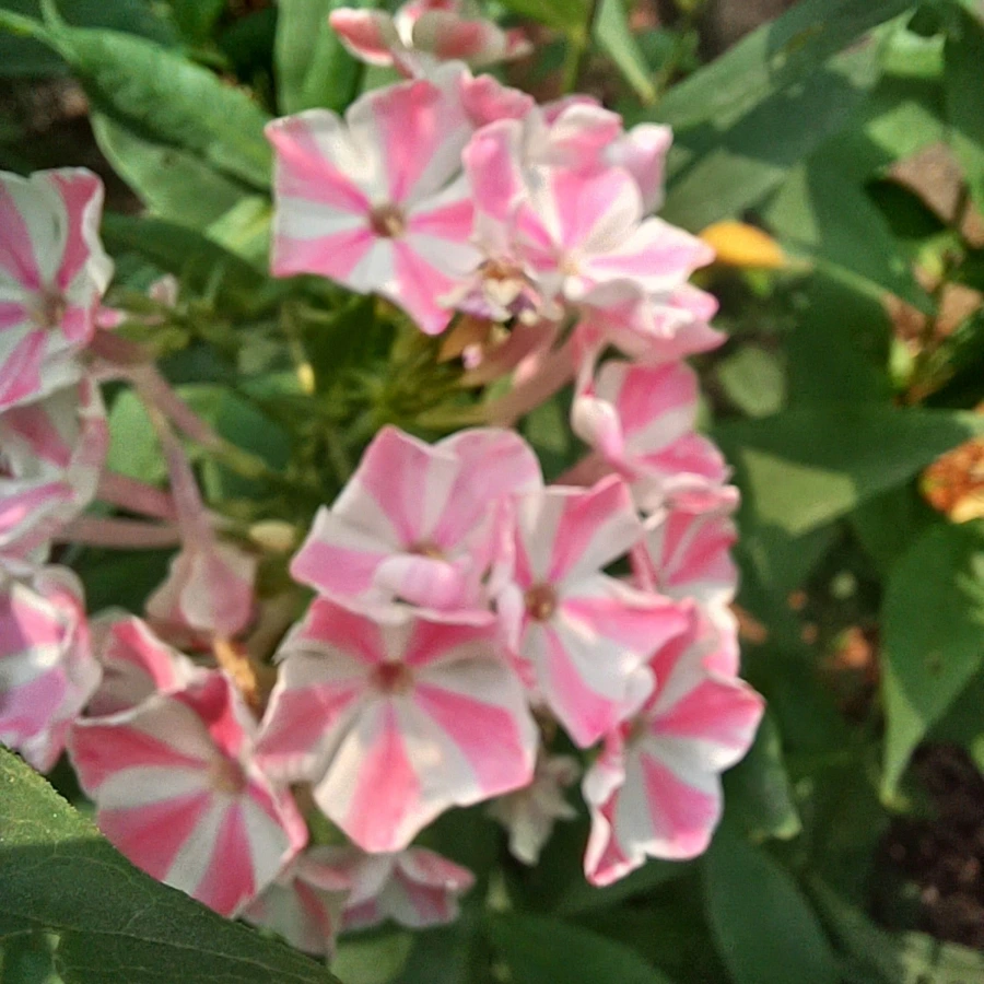 20220705%EF%BC%BF123327.jpg?type=w1