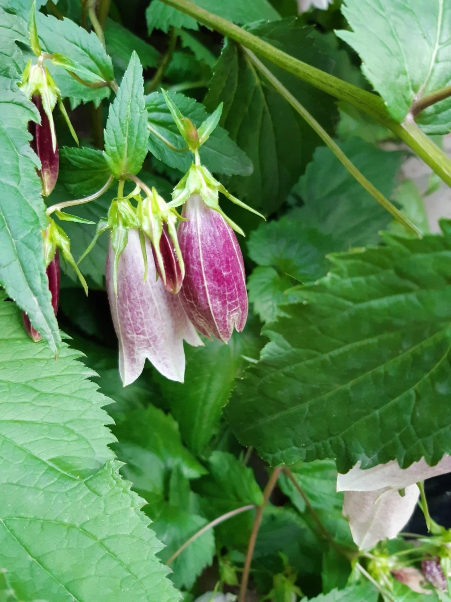 20210602%EF%BC%BF185536.jpg?type=w1