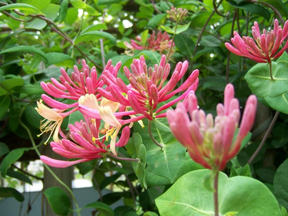 %EC%9D%B8%EB%8F%99%EC%B4%88.jpg?type=w1