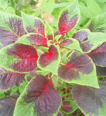 SE-369e0489-27d9-40f9-98ff-0d31d9f46518.jpg?type=w1