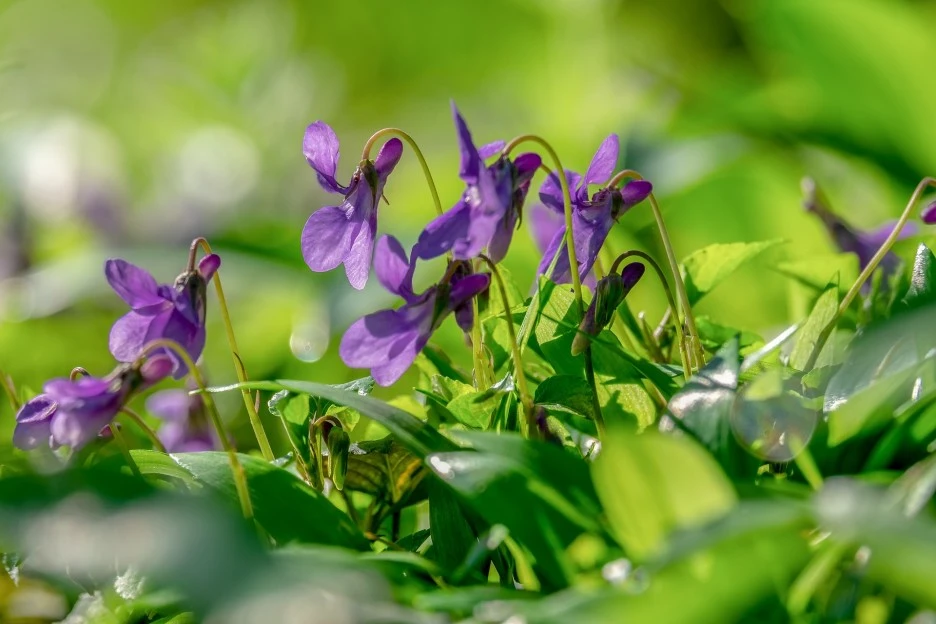 forest-violets-4076056_1920.jpg?type=w1