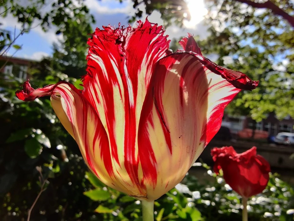 tulip-5130539_1920.jpg?typew1