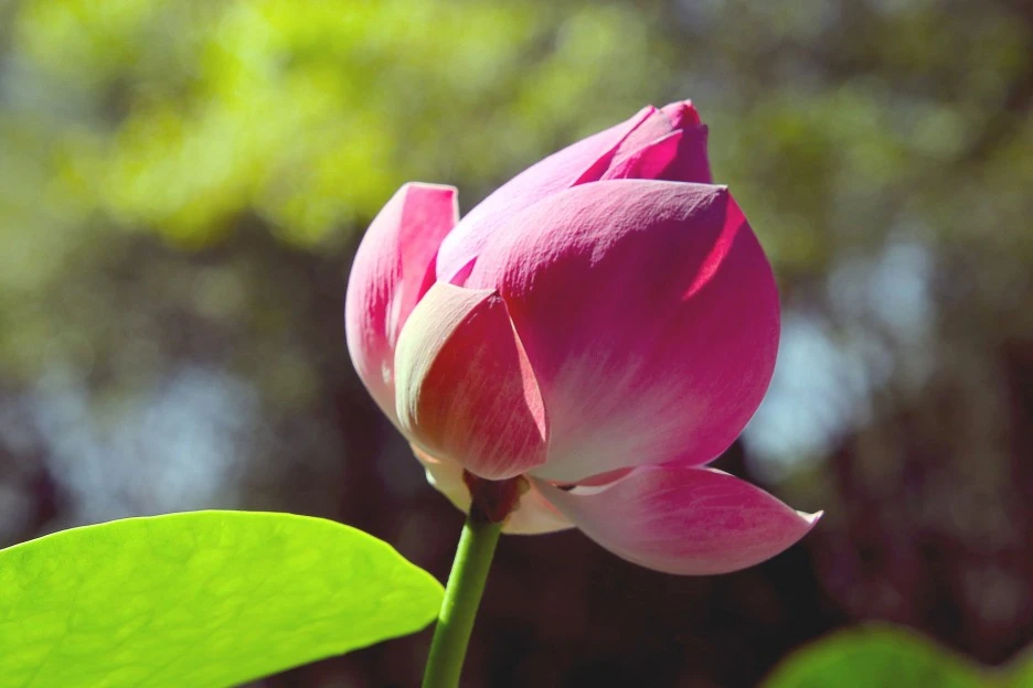 lotus-flower-4732150_1920.jpg?type=w1