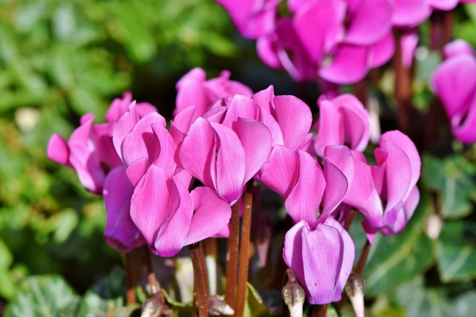 cyclamen-3818741_1920.jpg?type=w1