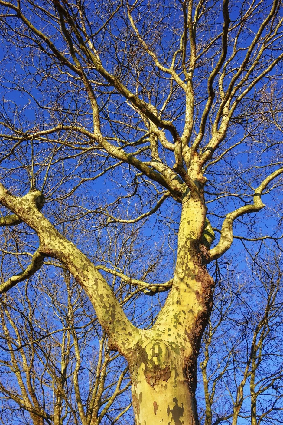 platanus-3077139_1920.jpg?typew1