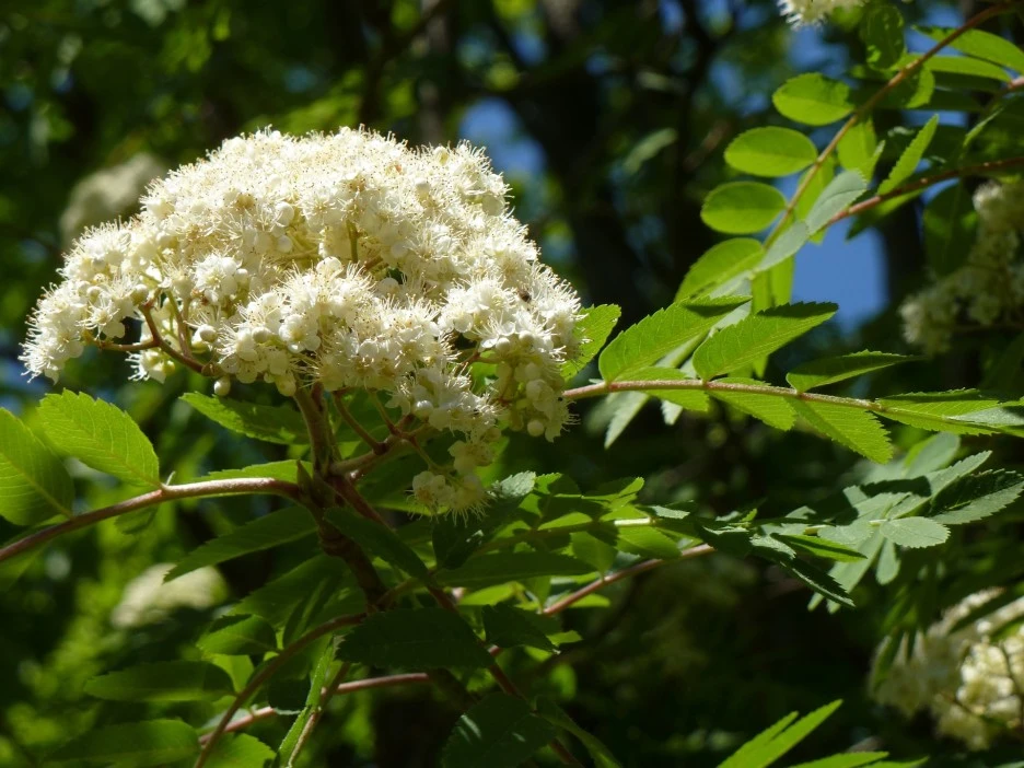 mountain-ash-432011_1920.jpg?type=w1