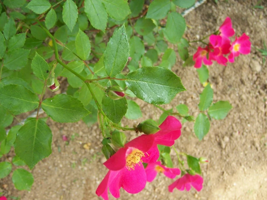 %EB%B6%89%EC%9D%80%EA%BD%834.jpg?type=w1