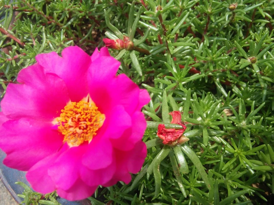 %EC%A0%91%EC%8B%9C%EA%BD%83._%EC%88%98%EA%B5%AD._%EB%B0%B1%EC%9D%BC%ED%99%8D._%EC%B1%84%EC%86%A1%ED%99%94._%EB%A3%A8%EB%93%9C%EB%B2%A0%ED%82%A4%EC%95%84_043.jpg?type=w1