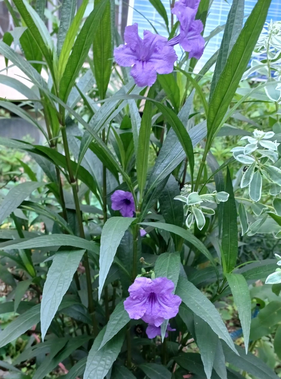 SE-3e19a717-9ff0-44f1-bc67-81779384b3ab.jpg?type=w1