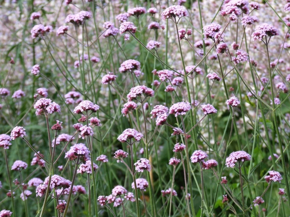 verbena-1581694_1920.jpg?type=w1