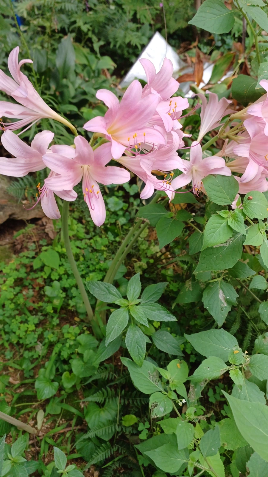 20220818%EF%BC%BF153005.jpg?type=w1