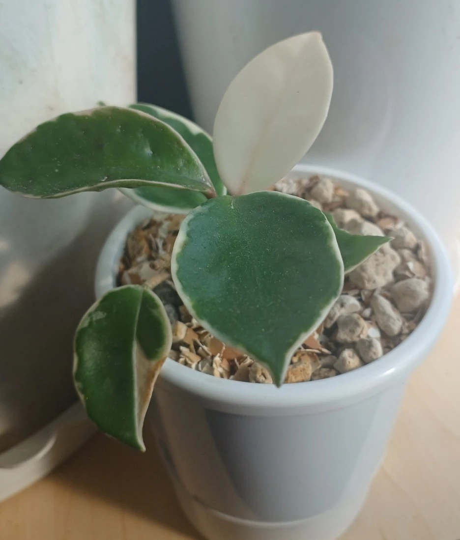 SE-9a76a2e4-3fa1-4a1e-8fa9-4325b4f00bdb.jpg?typew1