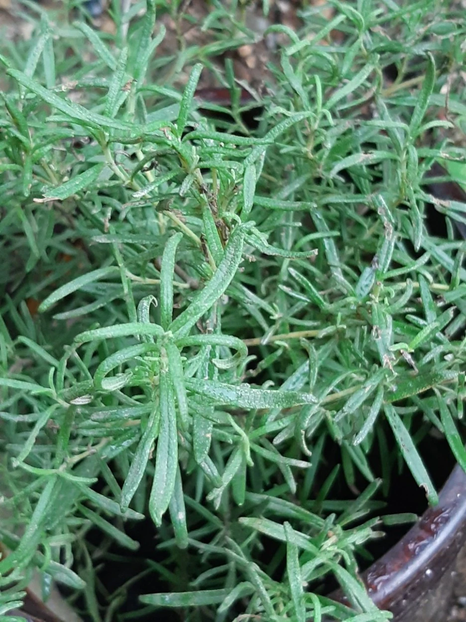 20200807_071833.jpg?type=w1