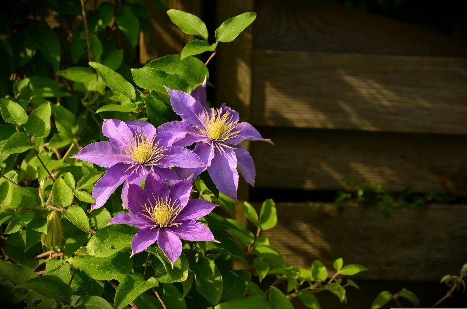 clematis-1444236_1920.jpg?type=w1