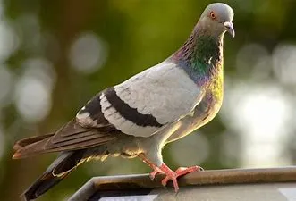 %EB%B9%84%EB%91%98%EA%B8%B0_%EC%9D%B4%EB%AF%B8%EC%A7%80.jpg?type=w1