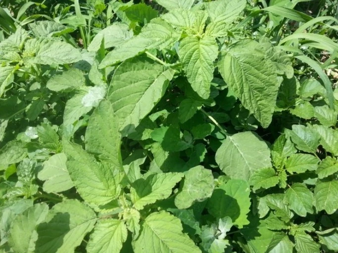 %EB%8B%A4%EC%9A%B4%EB%A1%9C%EB%93%9C.jpg?type=w1