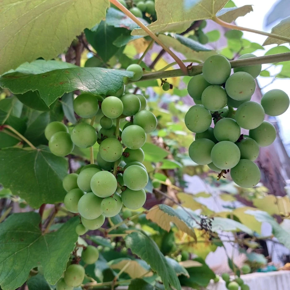 20220705_120229.jpg?type=w1