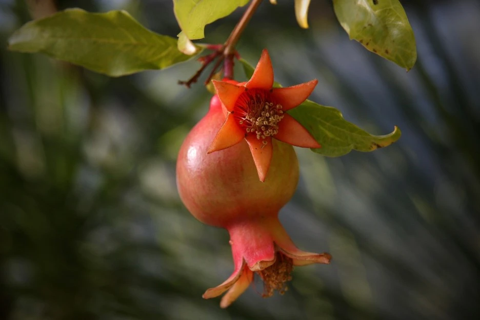 pomegranate-3765099_1920.jpg?type=w1