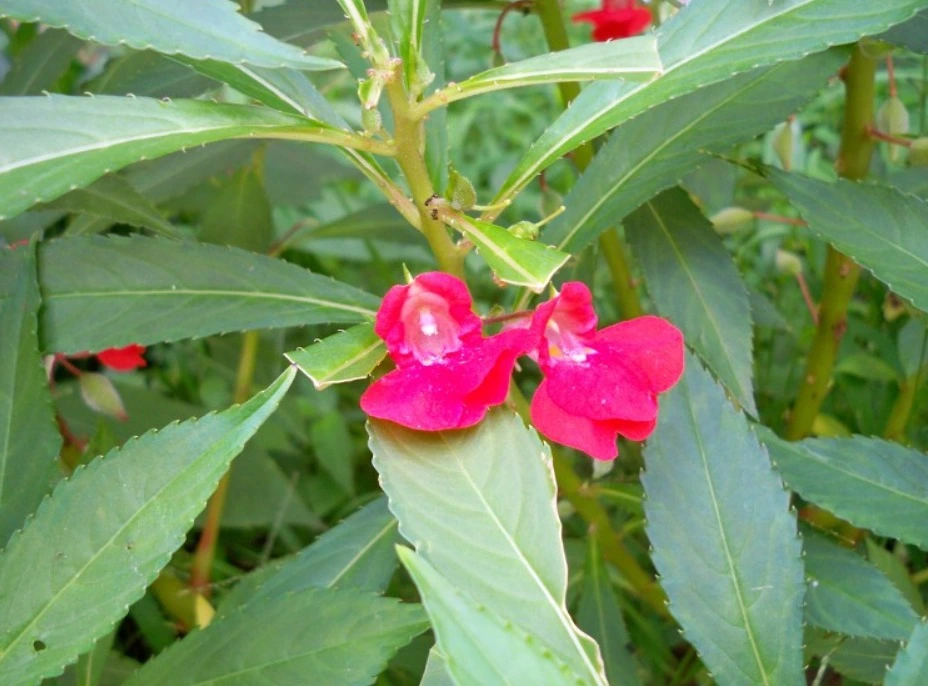 웹 캡처_7-4-2022_21246_blog.daum.net.jpeg