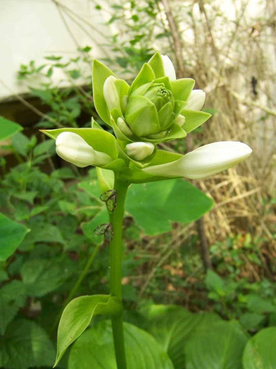 %EC%98%A5%EC%9E%A0%ED%99%945.jpg?type=w1