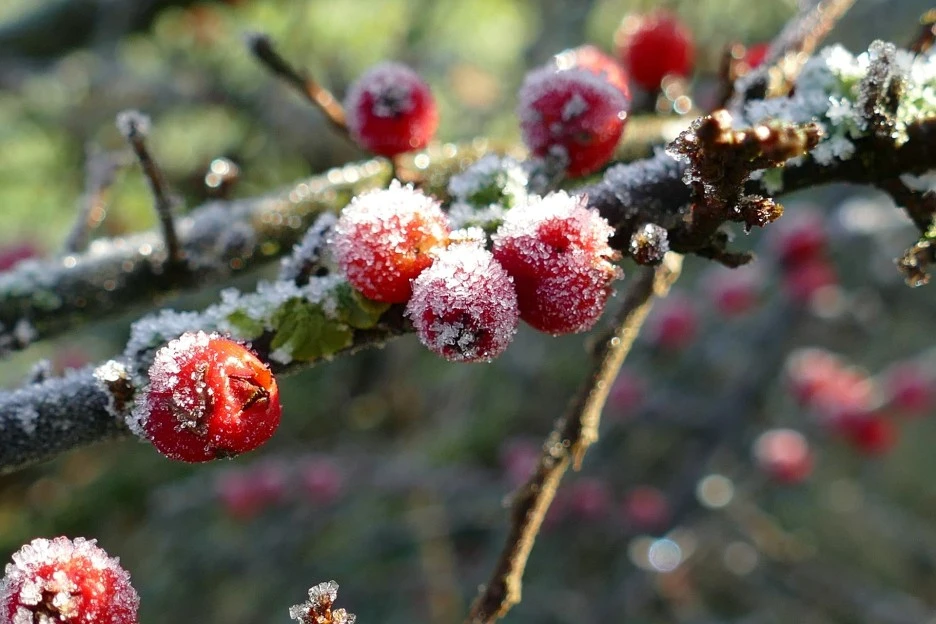 holly-5902168_1920.jpg?typew1