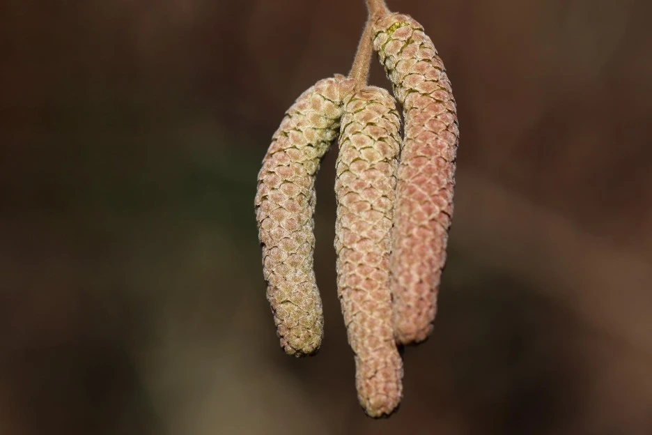 hazel-6027636_1920.jpg?type=w1