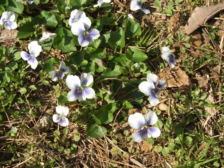 DSCF1677.JPG?type=w1