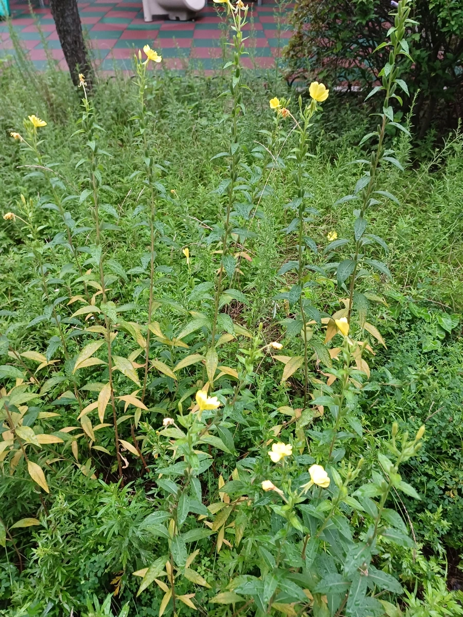 20220829%EF%BC%BF065144.jpg?type=w1