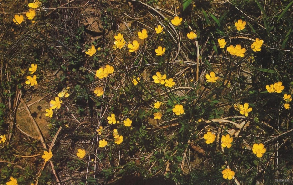 ib12_240_i1_%EB%AA%B8%EC%97%90_%EC%A2%8B%EC%9D%80_%EC%82%B0%EC%95%BC%EC%B4%88.jpg?type=w1