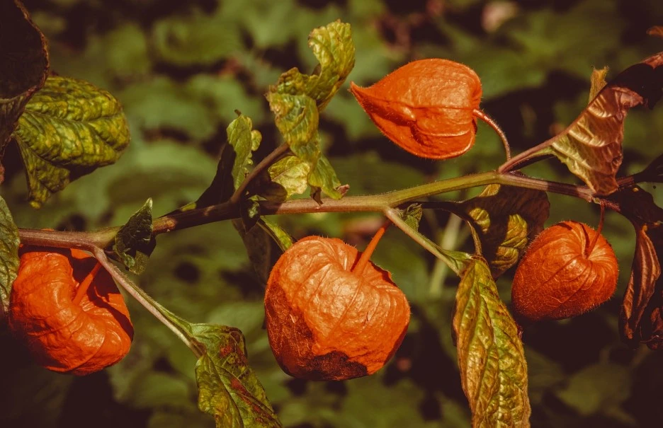 lampion-flower-3705416_1920.jpg?typew1