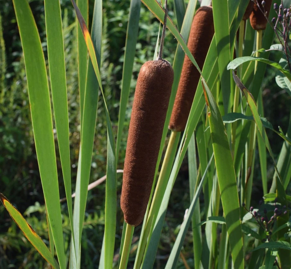 cattails-2660171_1920.jpg?type=w1