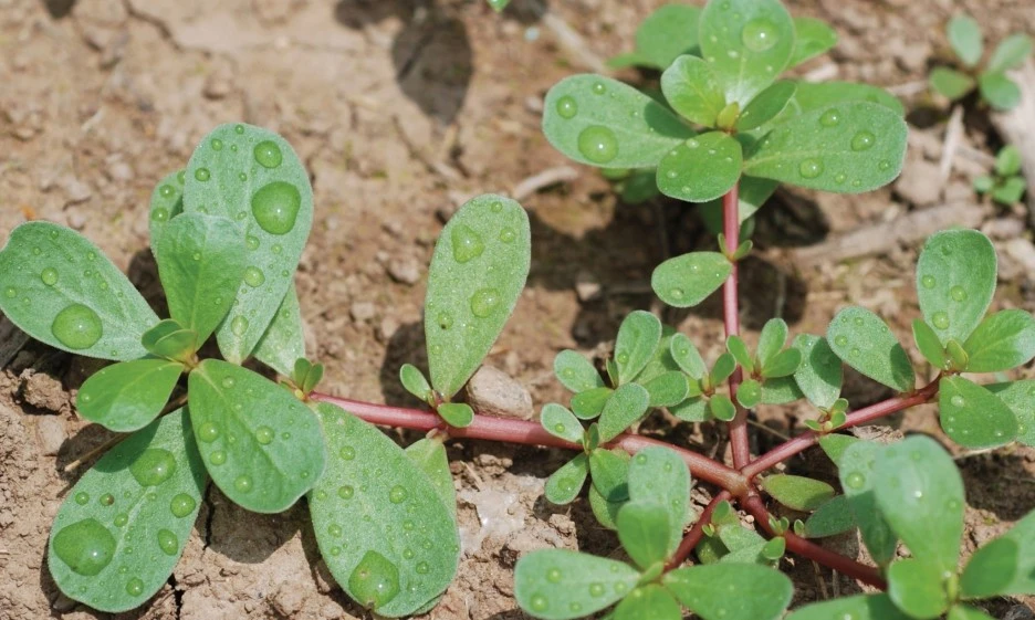 SE-8f6d7f4a-b3fb-478f-b54b-30d086e518d0.jpg?type=w1