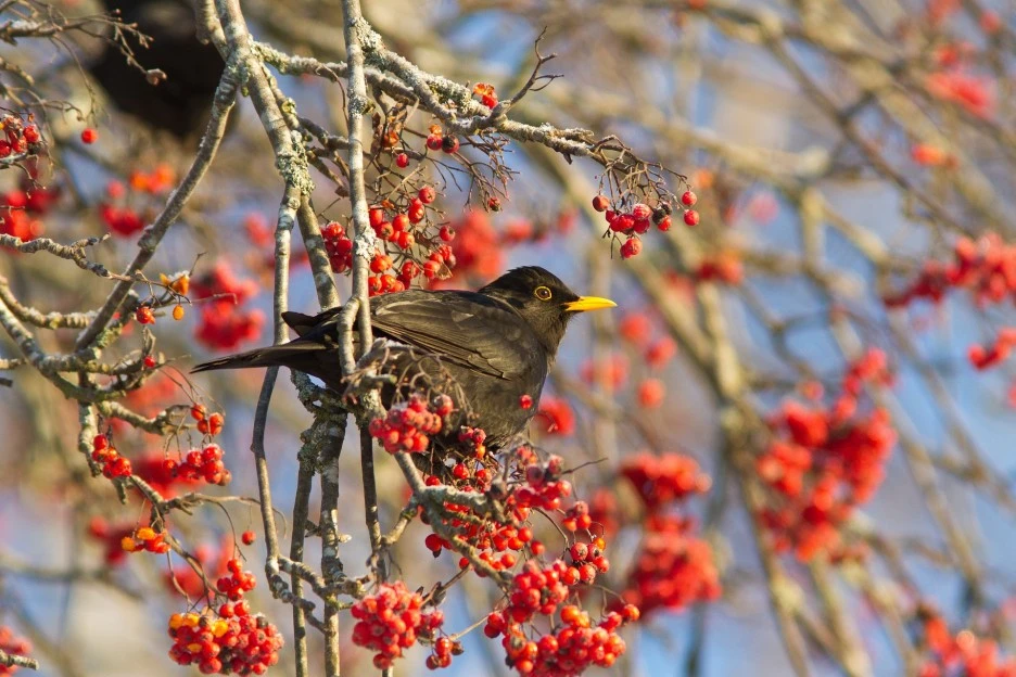 blackbird-6850173_1920.jpg?type=w1