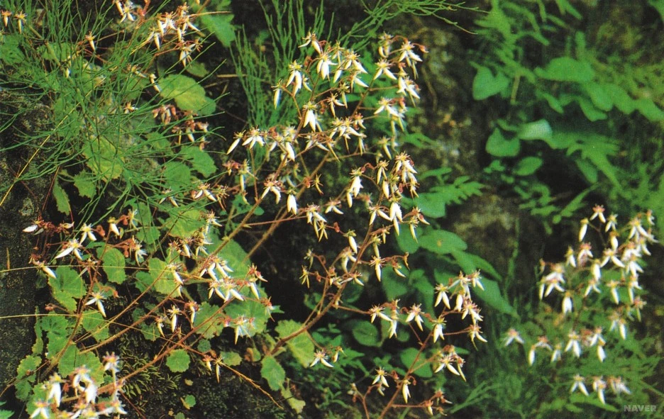 ib12_245_i1_%EB%AA%B8%EC%97%90_%EC%A2%8B%EC%9D%80_%EC%82%B0%EC%95%BC%EC%B4%88.jpg?type=w1