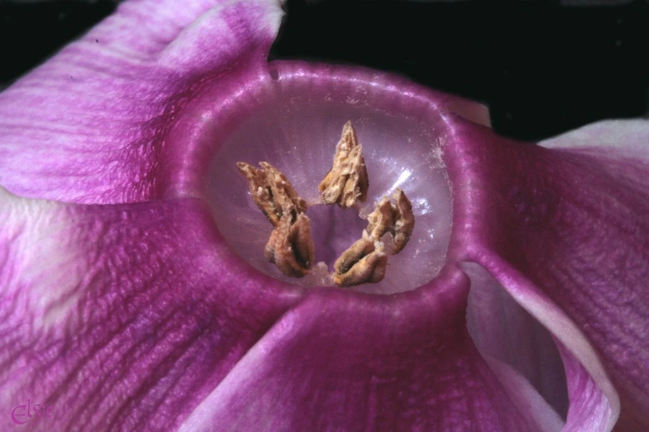 cyclamen-7655087_1920.jpg?type=w1