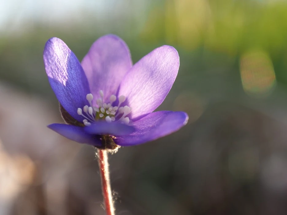 hepatica-3792993_1920.jpg?type=w1