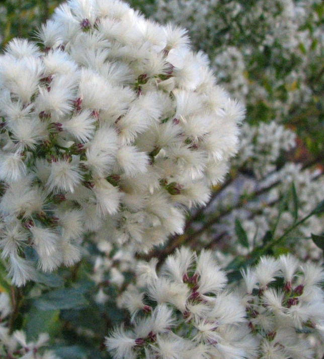 SE-9a15beb3-a877-490b-8ce5-b4ec3be352ce.jpg?type=w1