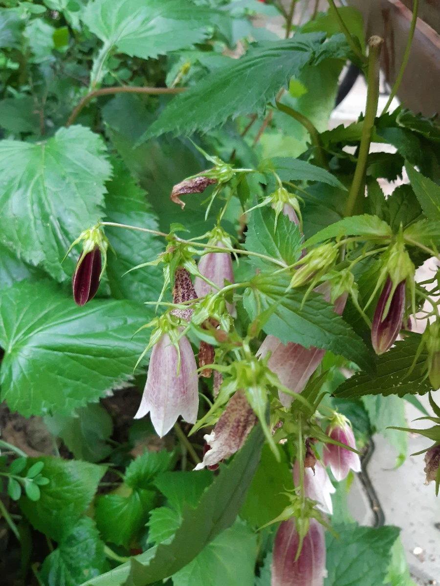 20210602%EF%BC%BF185532.jpg?type=w1