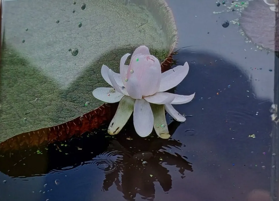 SE-b4f315e1-0efb-46f0-b3a9-e544ad560121.jpg?type=w966