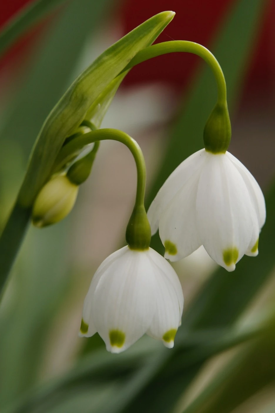 marzenbecher-330907_1920.jpg?typew1