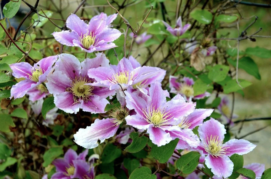 clematis-507857_1920.jpg?type=w1
