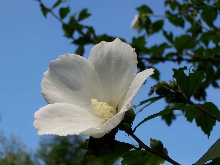 result_2006_7_3_12_8_34_609_11-lysook7.jpg?type=w1